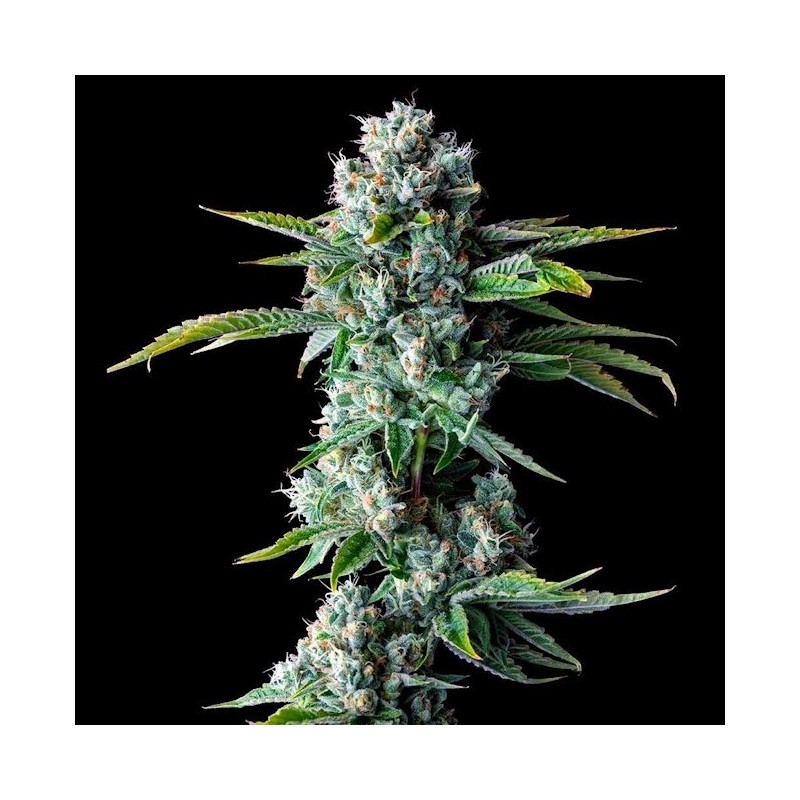 Skywalker Kush Femminizzata - DNA Genetics