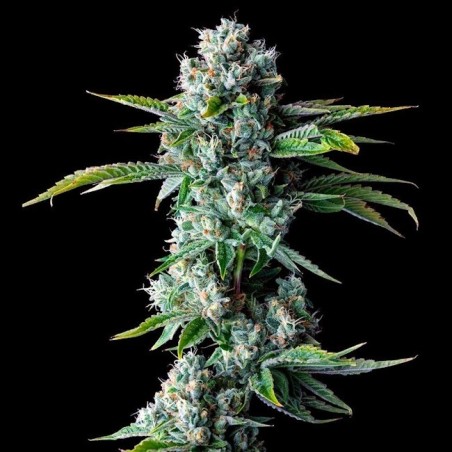Skywalker Kush Femminizzata - DNA Genetics