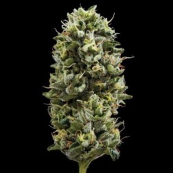 Snack Pack Femminizzata - DNA Genetics