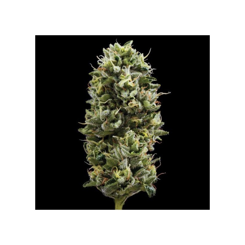 Snack Pack Femminizzata - DNA Genetics