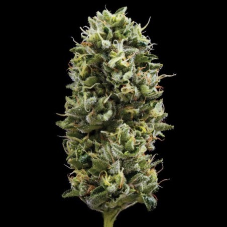 Snack Pack Femminizzata - DNA Genetics