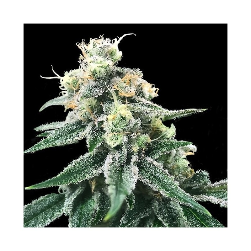 Swiss Miss Femminizzata - DNA Genetics