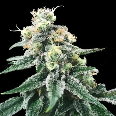Swiss Miss Regolare - DNA Genetics