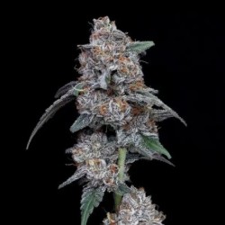 The Big Mac Autofiorente - DNA Genetics