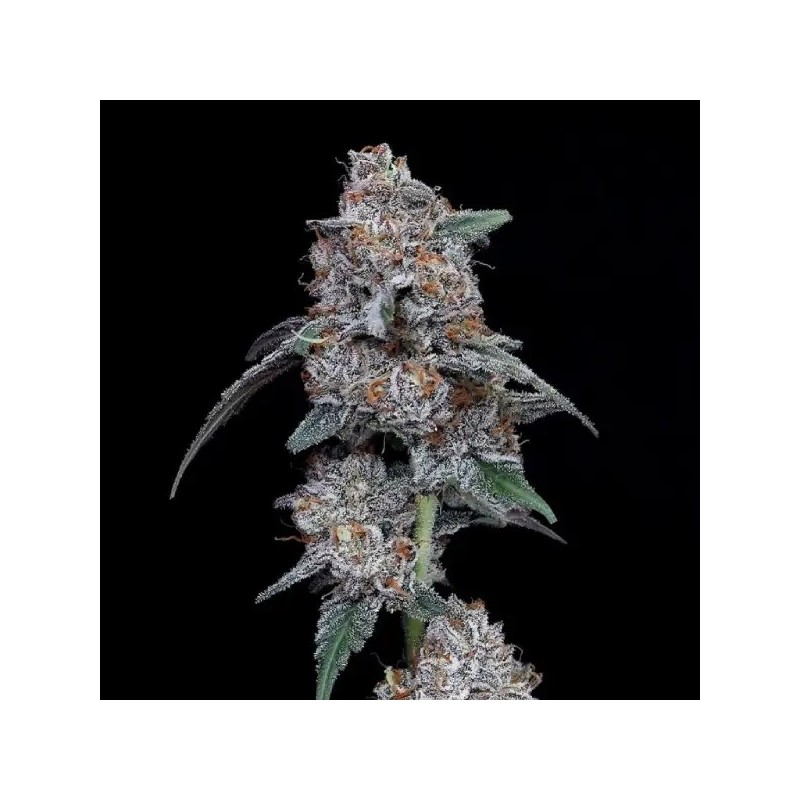The Big Mac Autofiorente - DNA Genetics