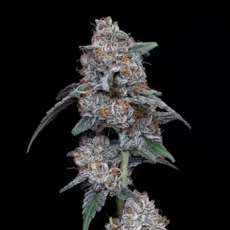 The Big Mac Autofiorente - DNA Genetics