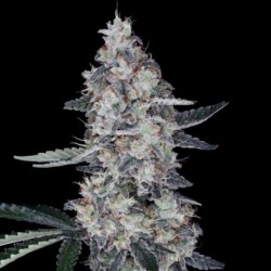 Watermelon Man Autofiorente - DNA Genetics