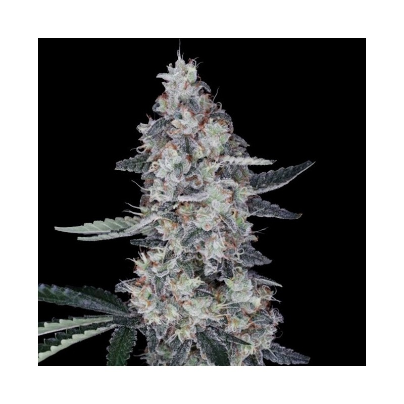 Watermelon Man Autofiorente - DNA Genetics