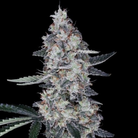 Watermelon Man Autofiorente - DNA Genetics