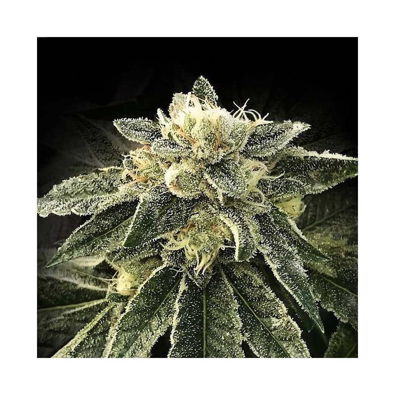 White Chocolope Femminizzata - DNA Genetics
