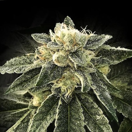 White Chocolope Femminizzata - DNA Genetics