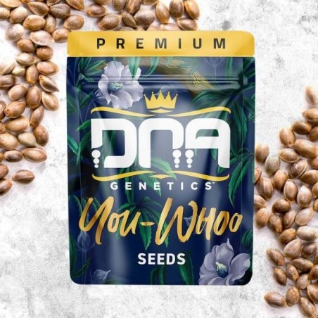 You-Whoo Regolare - DNA Genetics