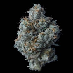 Zallah Bread Femminizzata - DNA Genetics