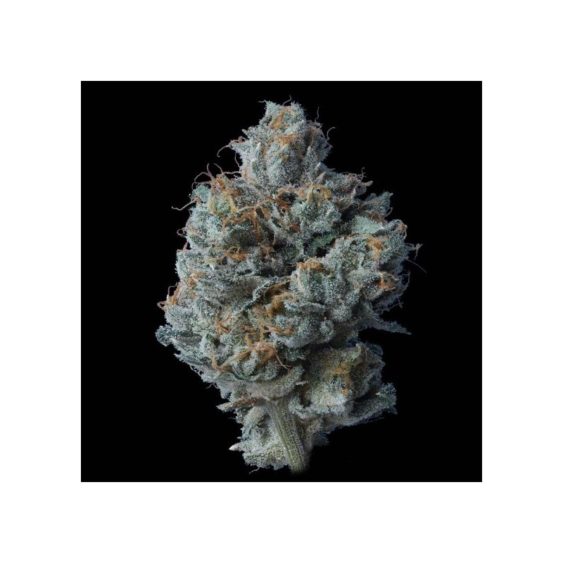 Zallah Bread Femminizzata - DNA Genetics