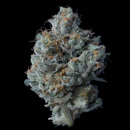 Zallah Bread Femminizzata - DNA Genetics