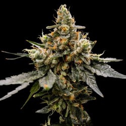 Gaz Money Femminizzata - DNA Genetics
