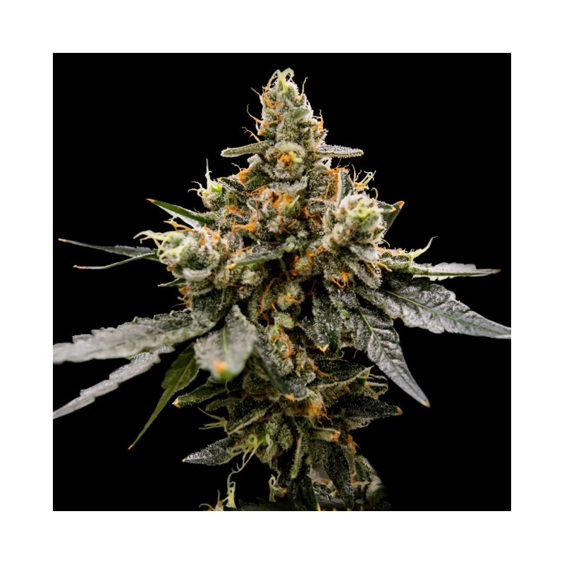 Gaz Money Femminizzata - DNA Genetics