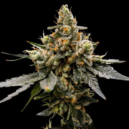 Gaz Money Femminizzata - DNA Genetics