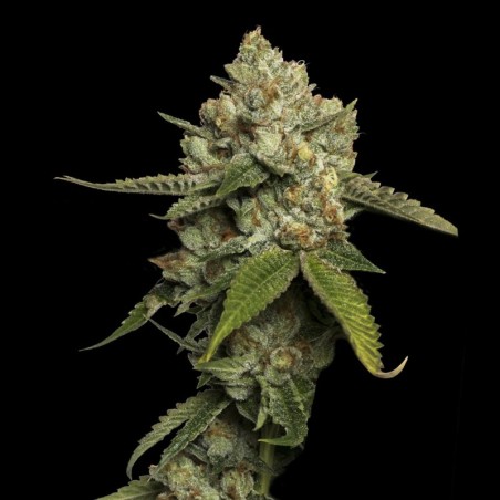 Kosher Prophet Femminizzata - DNA Genetics