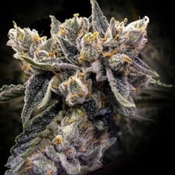 Bruised Bananas Femminizzata - DNA Genetics