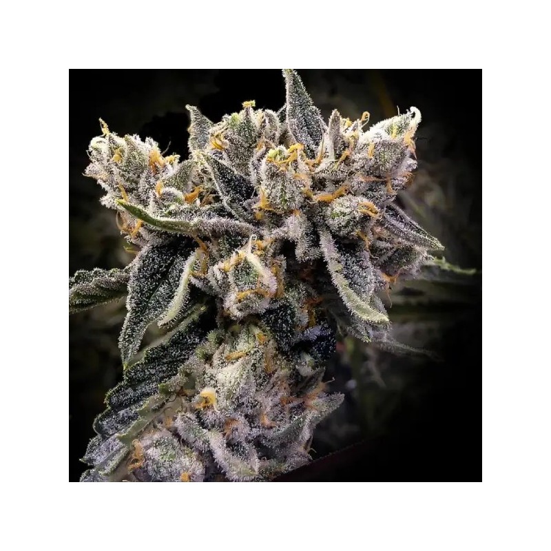 Bruised Bananas Femminizzata - DNA Genetics