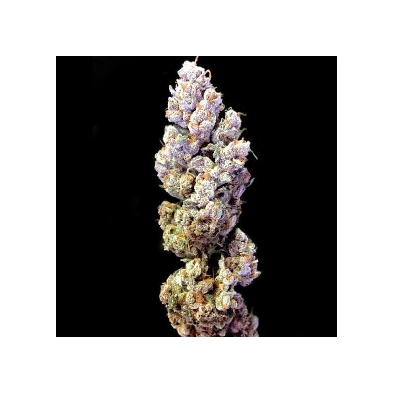 Challah Baker Femminizzata - DNA Genetics