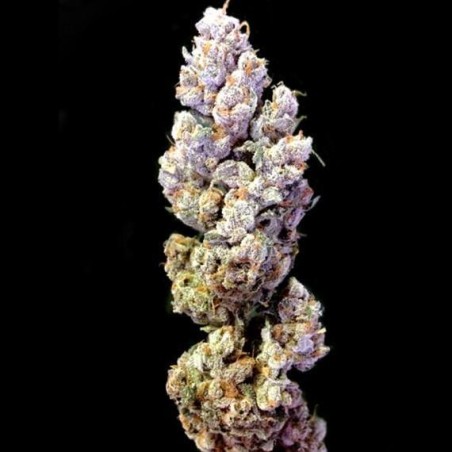 Challah Baker Femminizzata - DNA Genetics