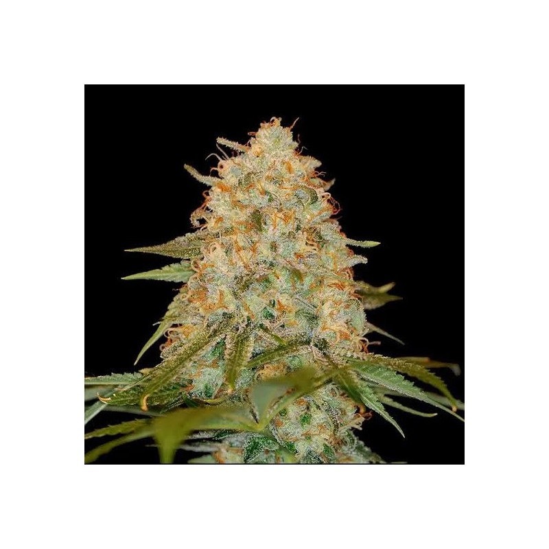 L.A. Confidential Femminizzata - DNA Genetics
