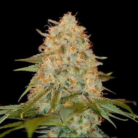 L.A. Confidential Femminizzata - DNA Genetics