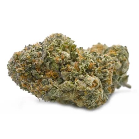 L.A. Confidential Femminizzata - DNA Genetics