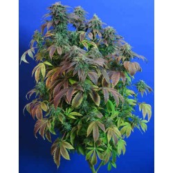 Heavy Duty Fruity Regolare - T.H. Seeds