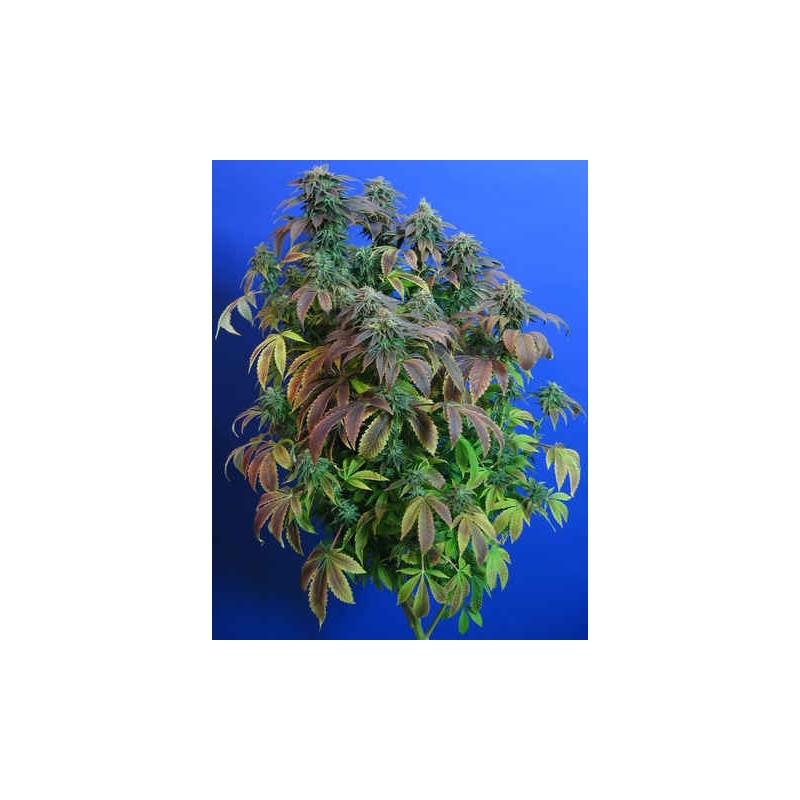 Heavy Duty Fruity Regolare - T.H. Seeds
