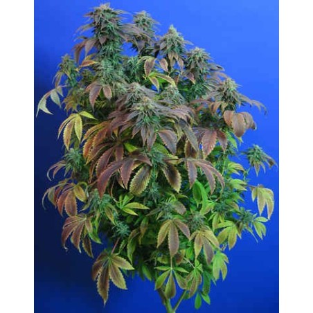 Heavy Duty Fruity Regolare - T.H. Seeds