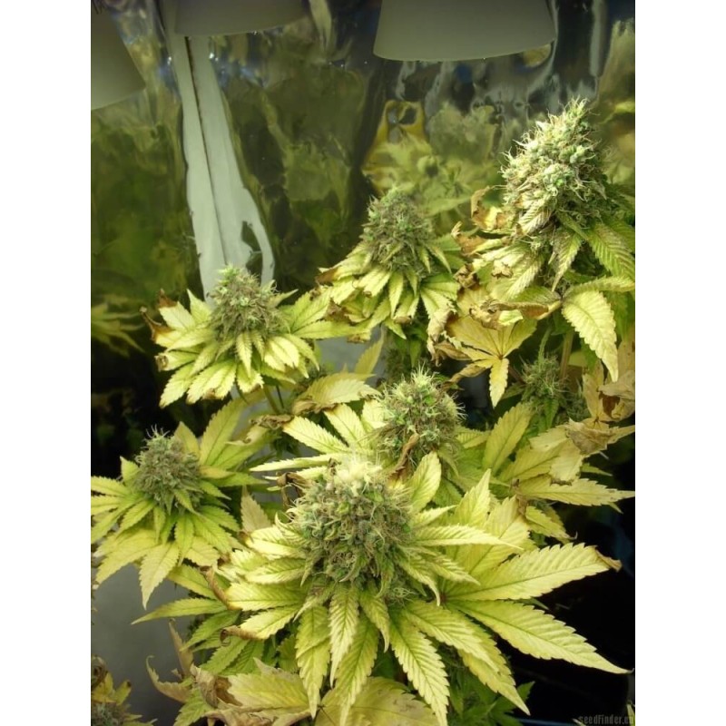 Sage 'n' Sour Regolare - T.H. Seeds