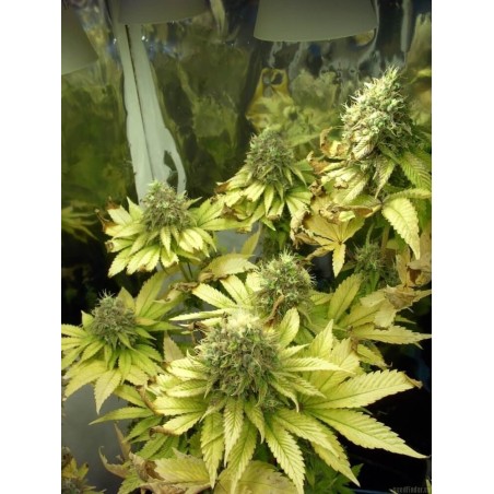 Sage 'n' Sour Regolare - T.H. Seeds