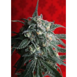 A - Train Femminizzata - T.H. Seeds