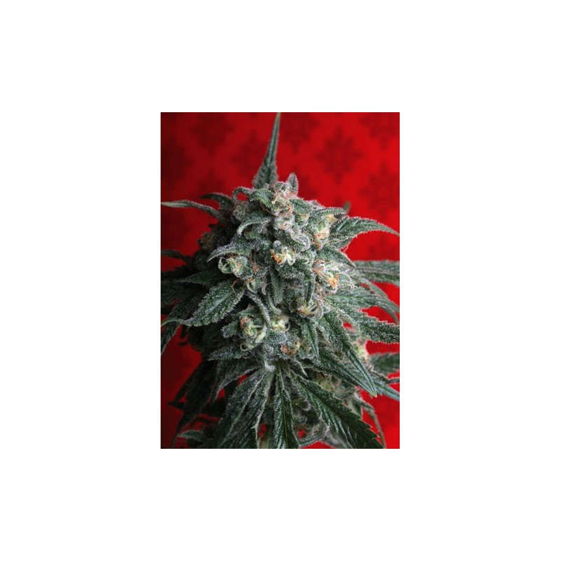 A - Train Femminizzata - T.H. Seeds