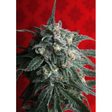A - Train Femminizzata - T.H. Seeds