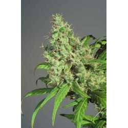 S.A.G.E Femminizzata - T.H. Seeds