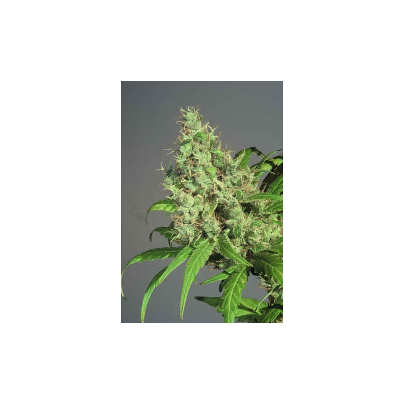 S.A.G.E Femminizzata - T.H. Seeds