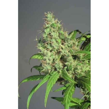 S.A.G.E Femminizzata - T.H. Seeds