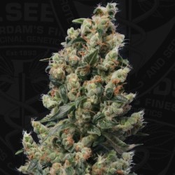 Kushage Femminizzata - T.H. Seeds