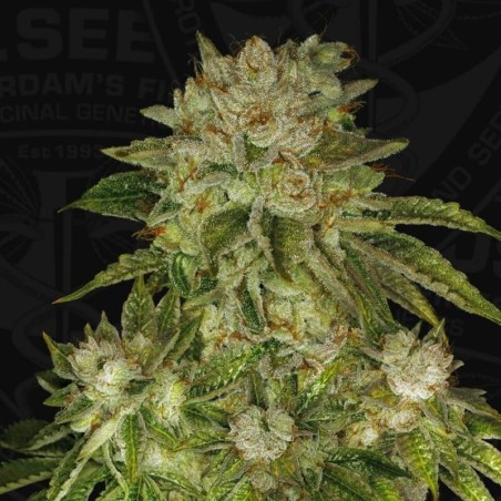 MK Ultra Femminizzata - T.H. Seeds