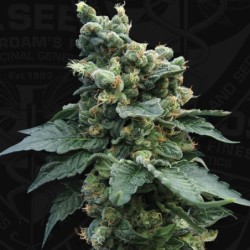 Sage n Sour Femminizzata - T.H. Seeds