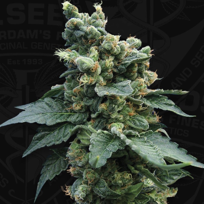 Sage n Sour Femminizzata - T.H. Seeds