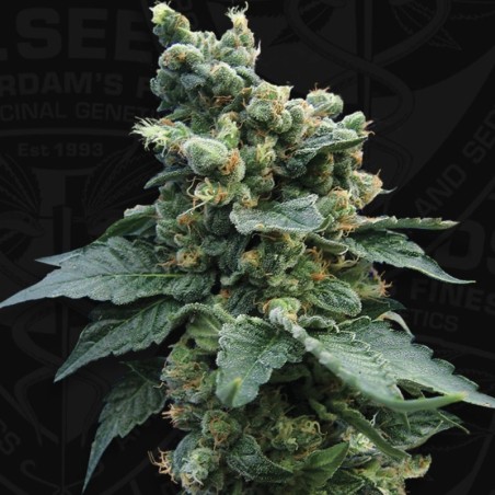 Sage n Sour Femminizzata - T.H. Seeds