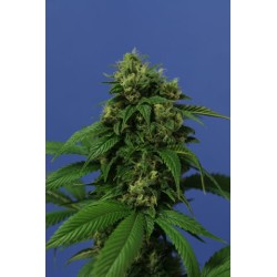 Wreckage Femminizzata - T.H. Seeds