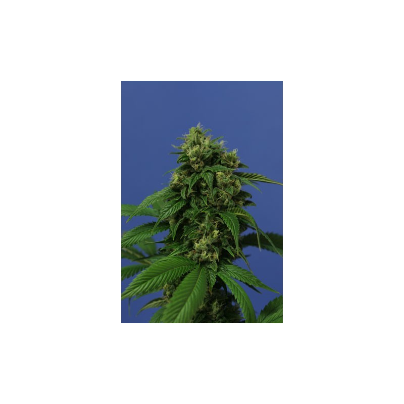 Wreckage Femminizzata - T.H. Seeds