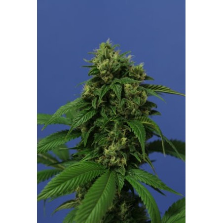 Wreckage Femminizzata - T.H. Seeds