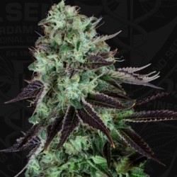 Dark Star Femminizzata - T.H. Seeds